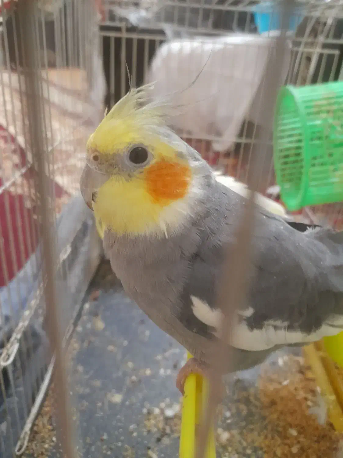 عروس هلندی|پرنده|مشهد, قائم|دیوار