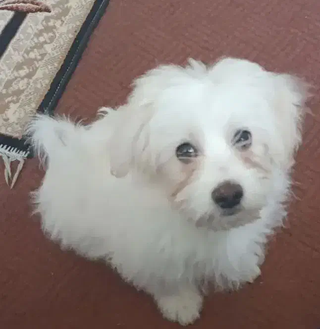 شیتزو|سگ|تهران, ائمه اطهار|دیوار