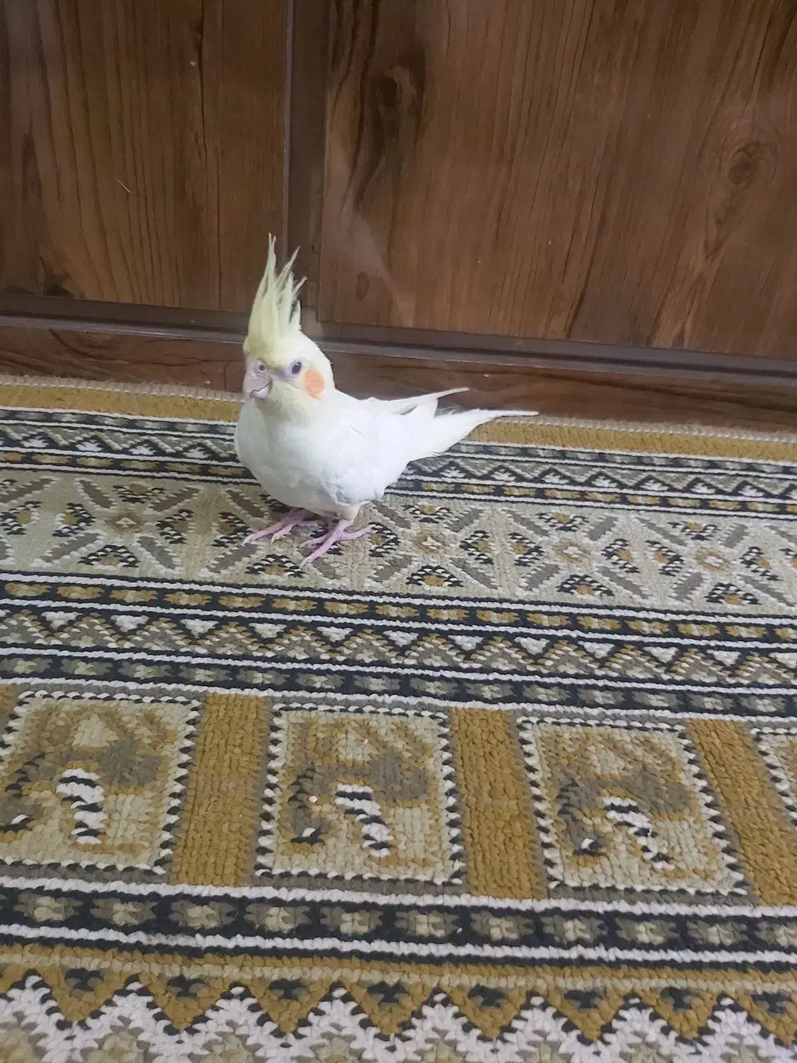 عروس هلندی|پرنده|لاهیجان, بازکیاگوراب|دیوار