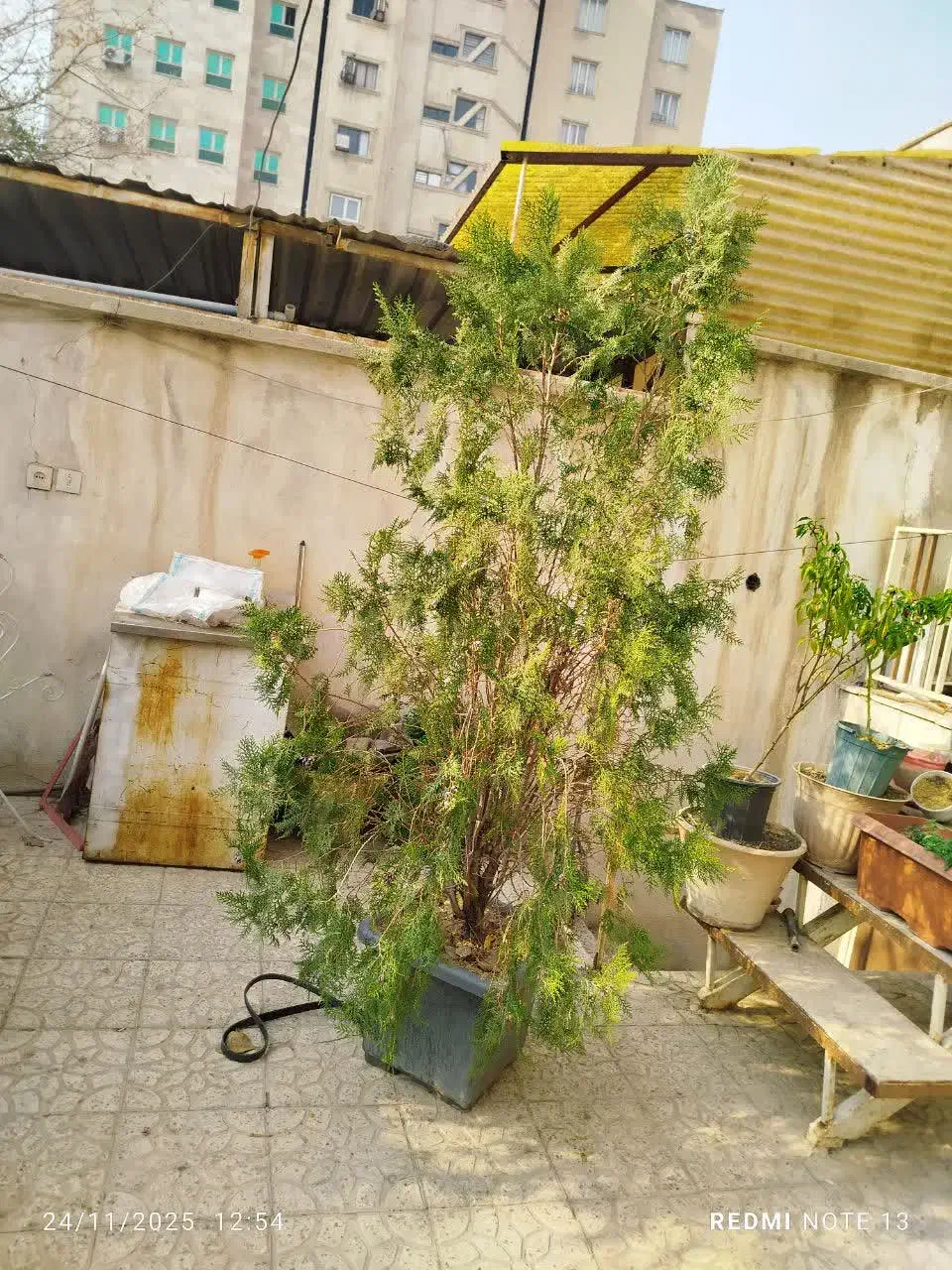 دخت کاج|گل و گیاه طبیعی|کرج, اصفهانی‌ها|دیوار