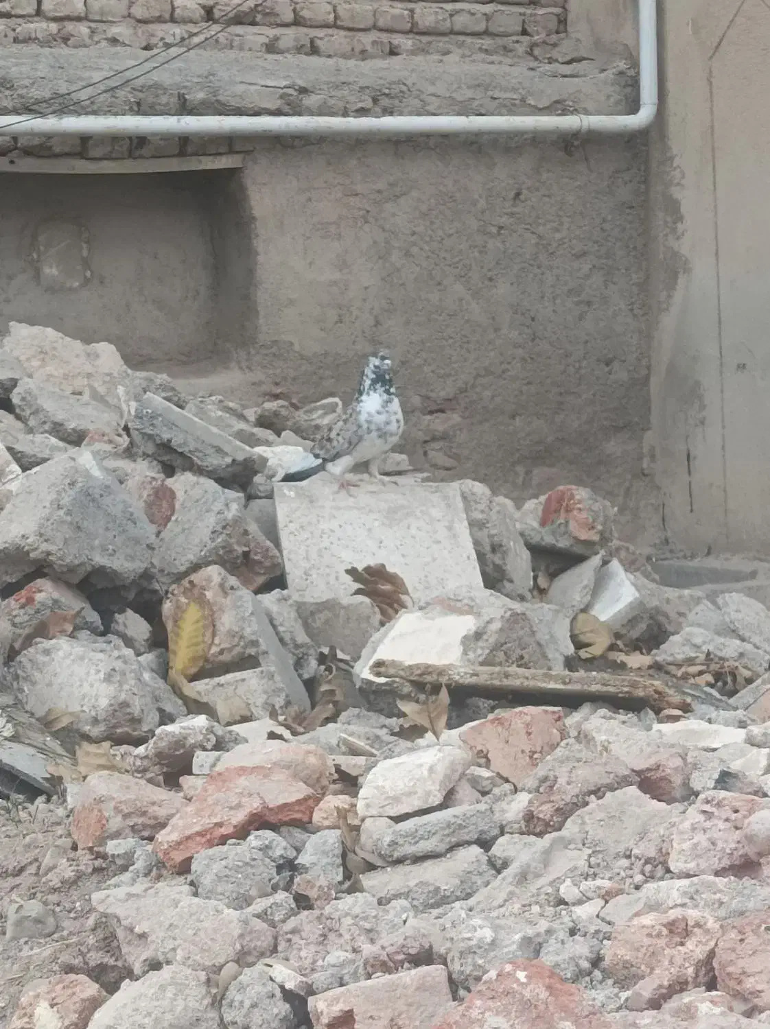 فراری|حیوانات|اردبیل, |دیوار