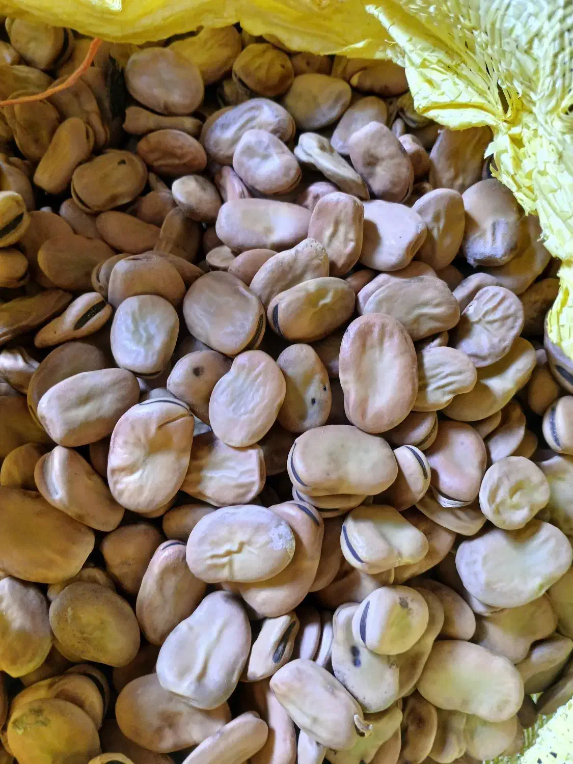 باقالی درجه یک|عمدهفروشی|چورزق, |دیوار