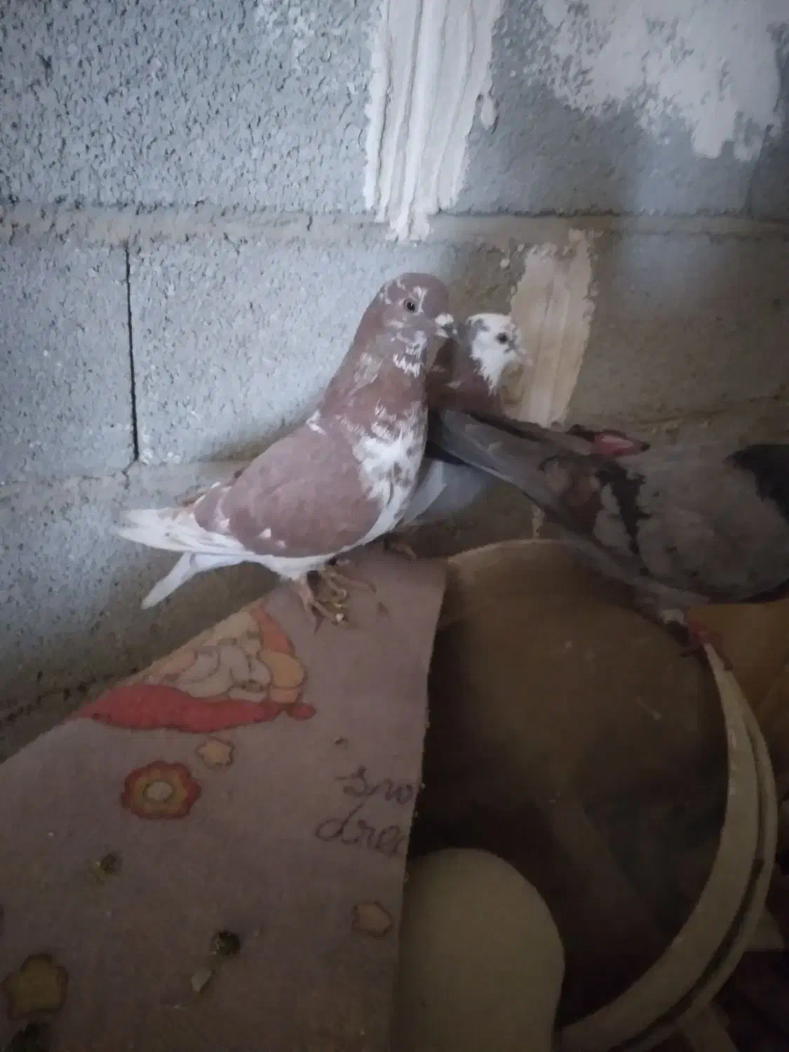 کفتر پرشی غریب گیری ۴عدد|پرنده|قرچک, باقرآباد|دیوار