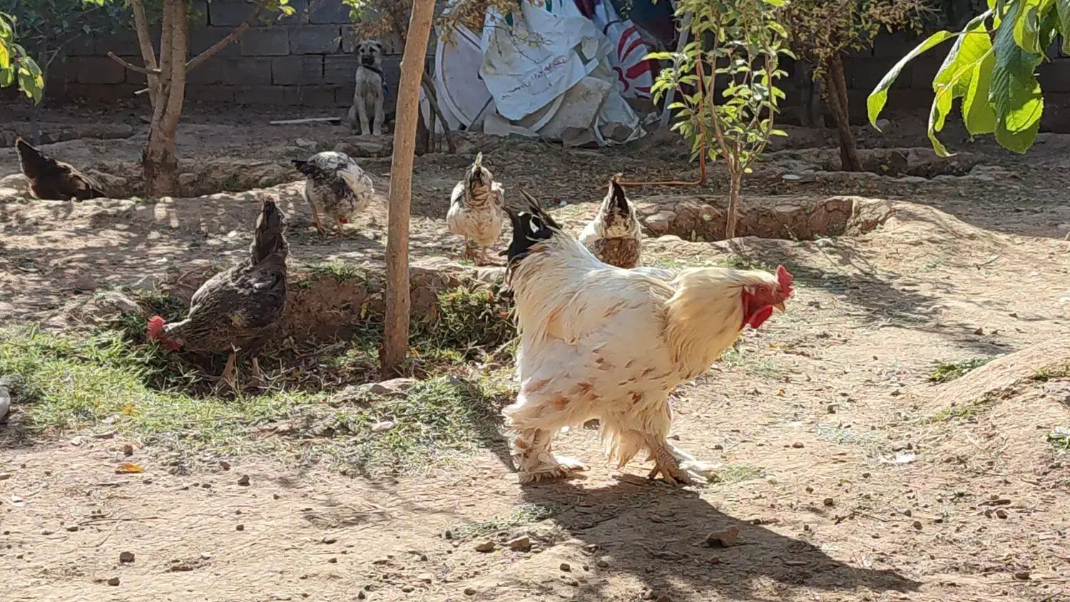 خروس ترکیبی براهما و امپراتور|حیوانات مزرعه|هشتگرد, فشند|دیوار