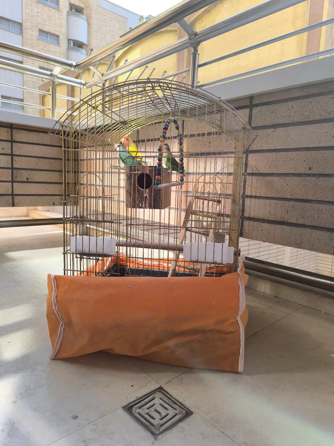 طوطی برزیلی|پرنده|اصفهان, قلعه طبره|دیوار