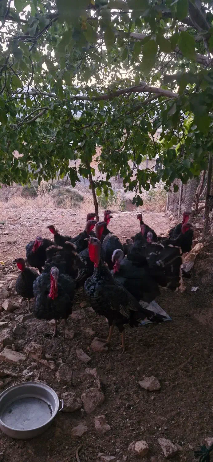 بوقلمون|پرنده|سپیدان, |دیوار