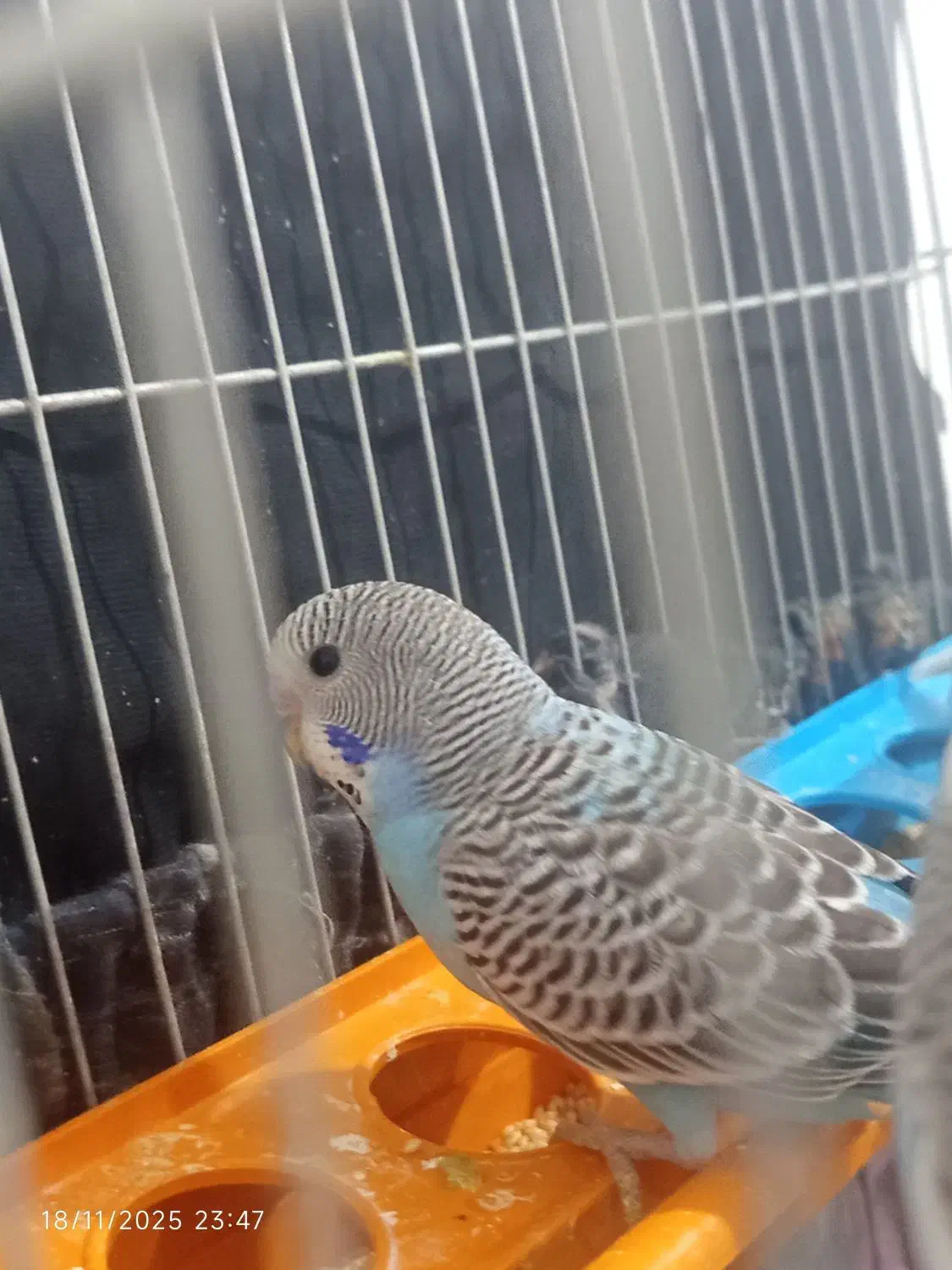 مرغ عشق اسپانگل و فلو رامشیر|پرنده|رامشیر, |دیوار