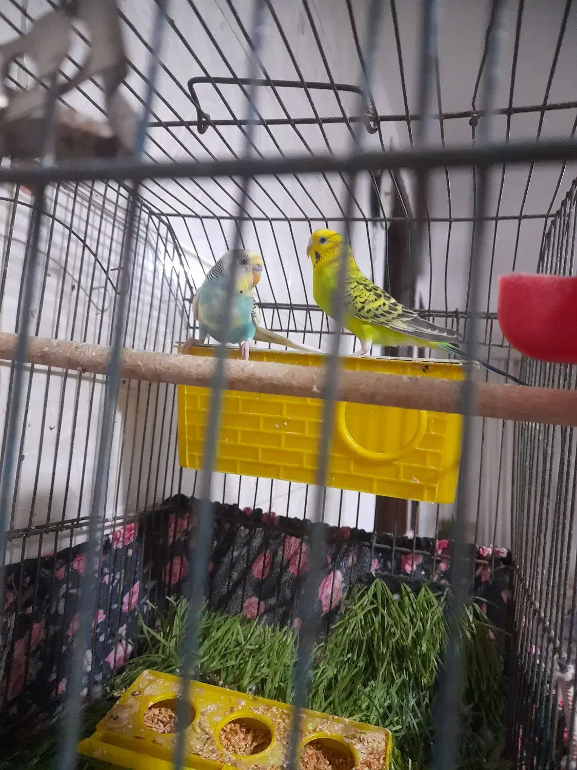 مرغ عشق|پرنده|رامشیر, |دیوار