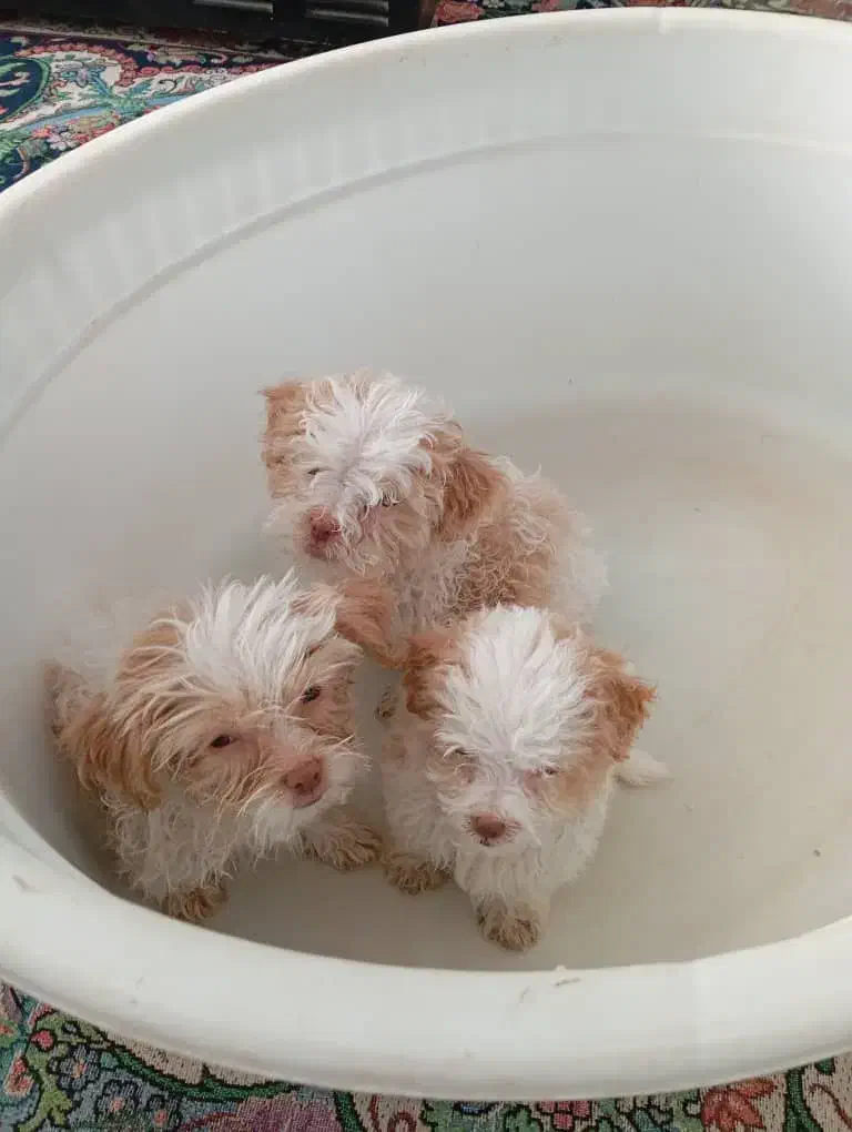 حیوان خانگی پت|سگ|مرودشت, سهلآباد|دیوار