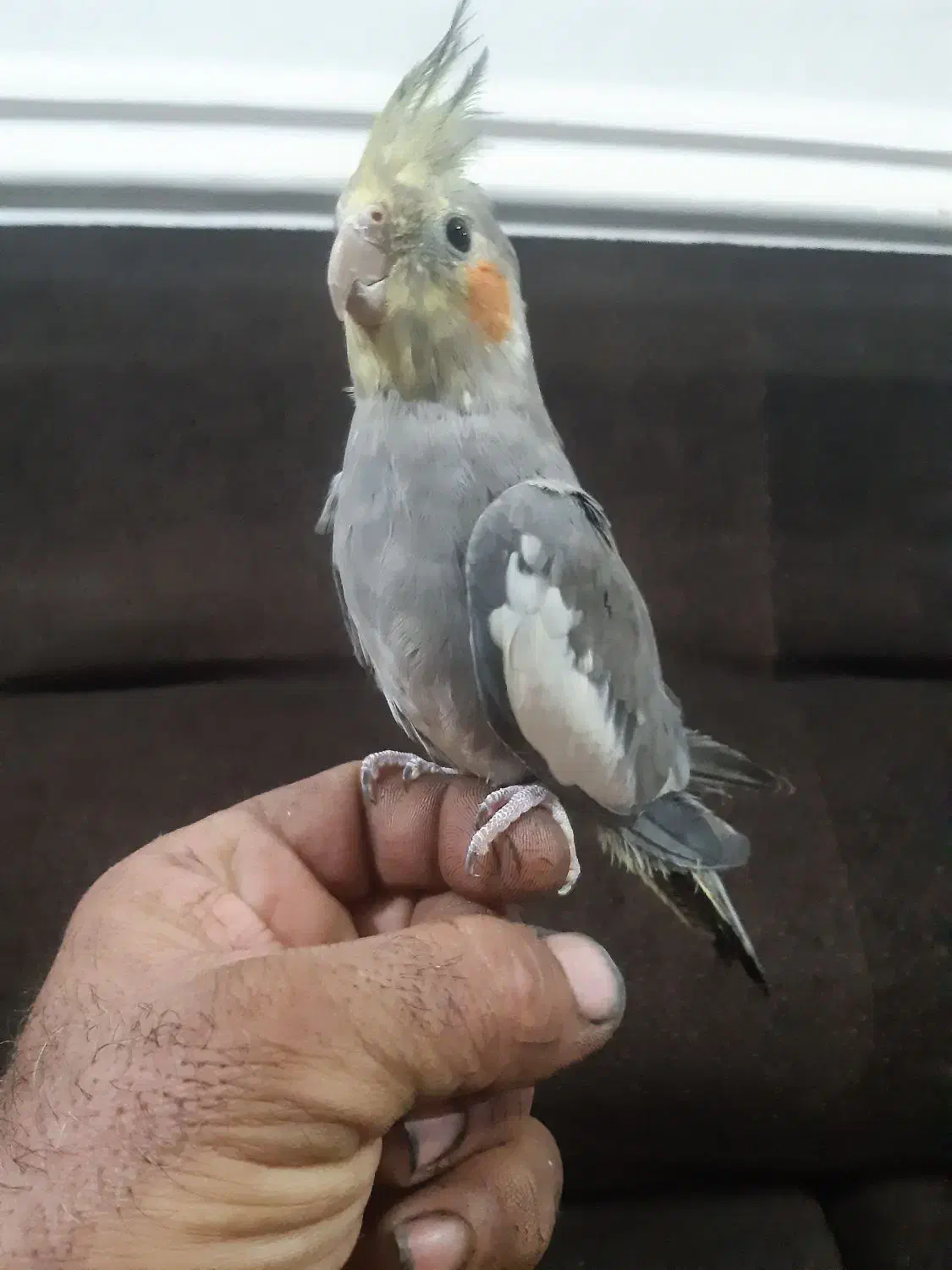 جوجه عروس هلندی|پرنده|شوشتر, |دیوار