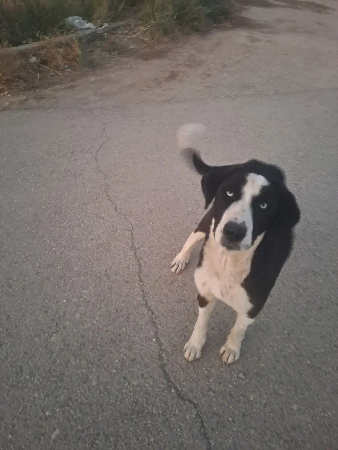 واگذاری سگ خارجی|سگ|گرمسار, |دیوار