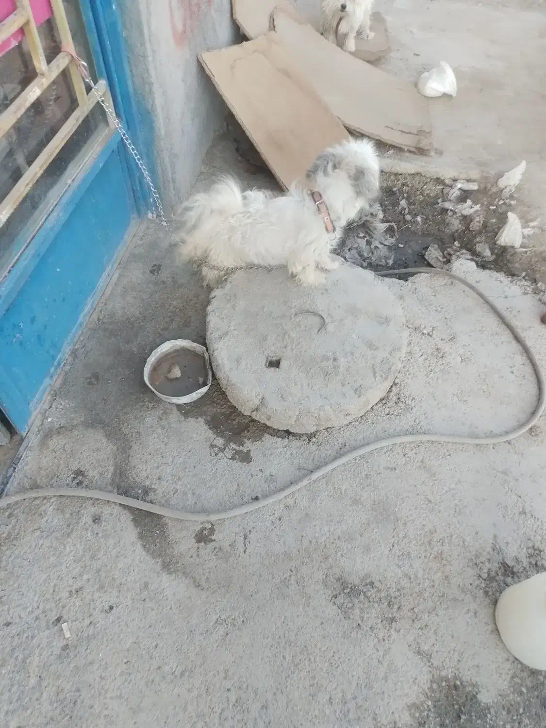 سگ پاپی شیتزو|سگ|پیر بکران, |دیوار