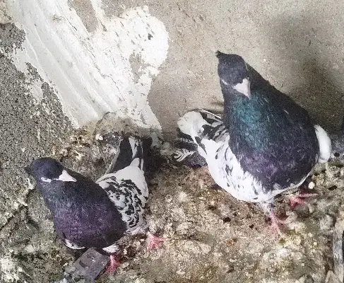 کله سیاه|پرنده|شوشتر, |دیوار