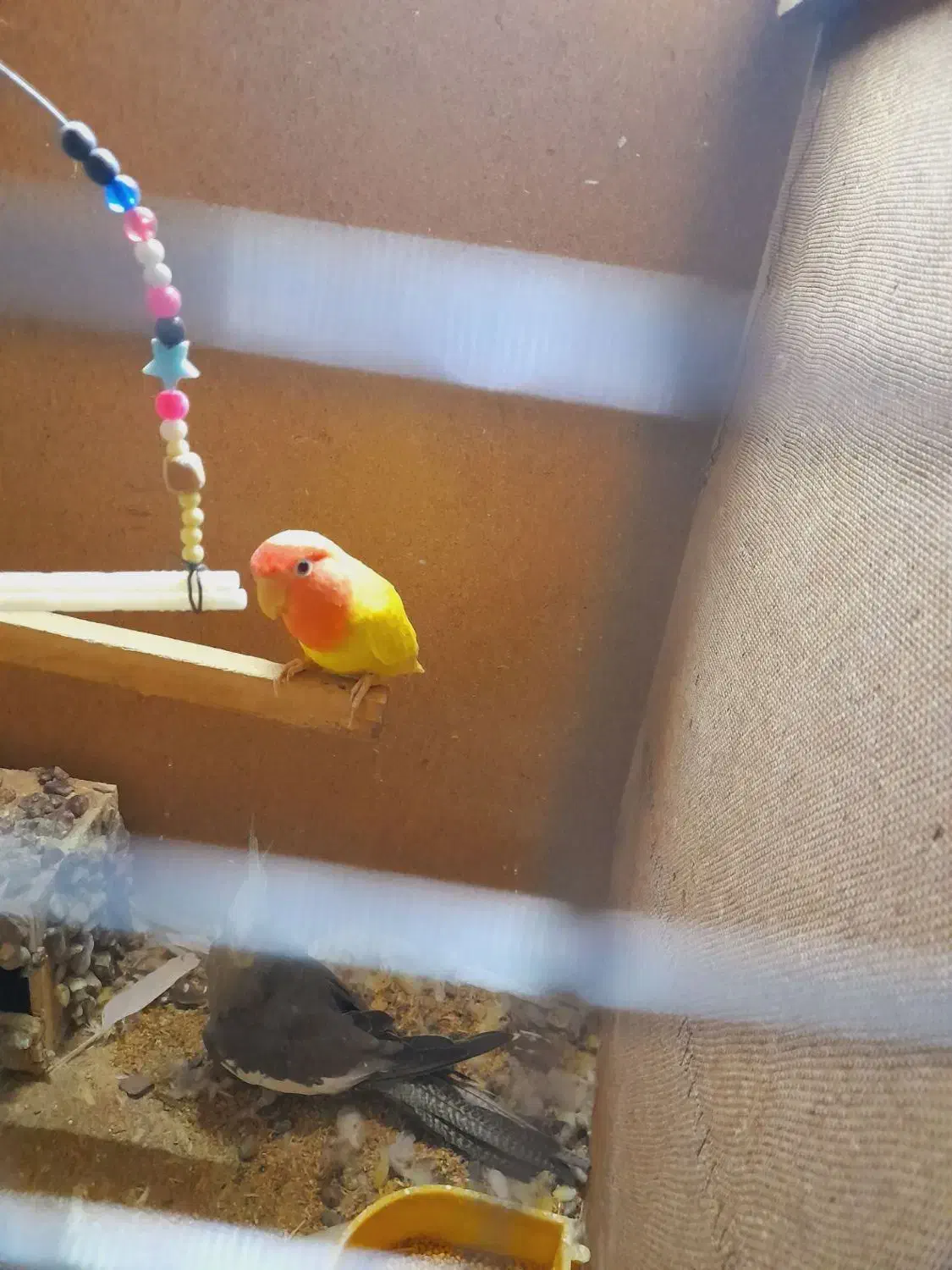 ساعت|ساعت دیواری و تزئینی|کرباسک, |دیوار