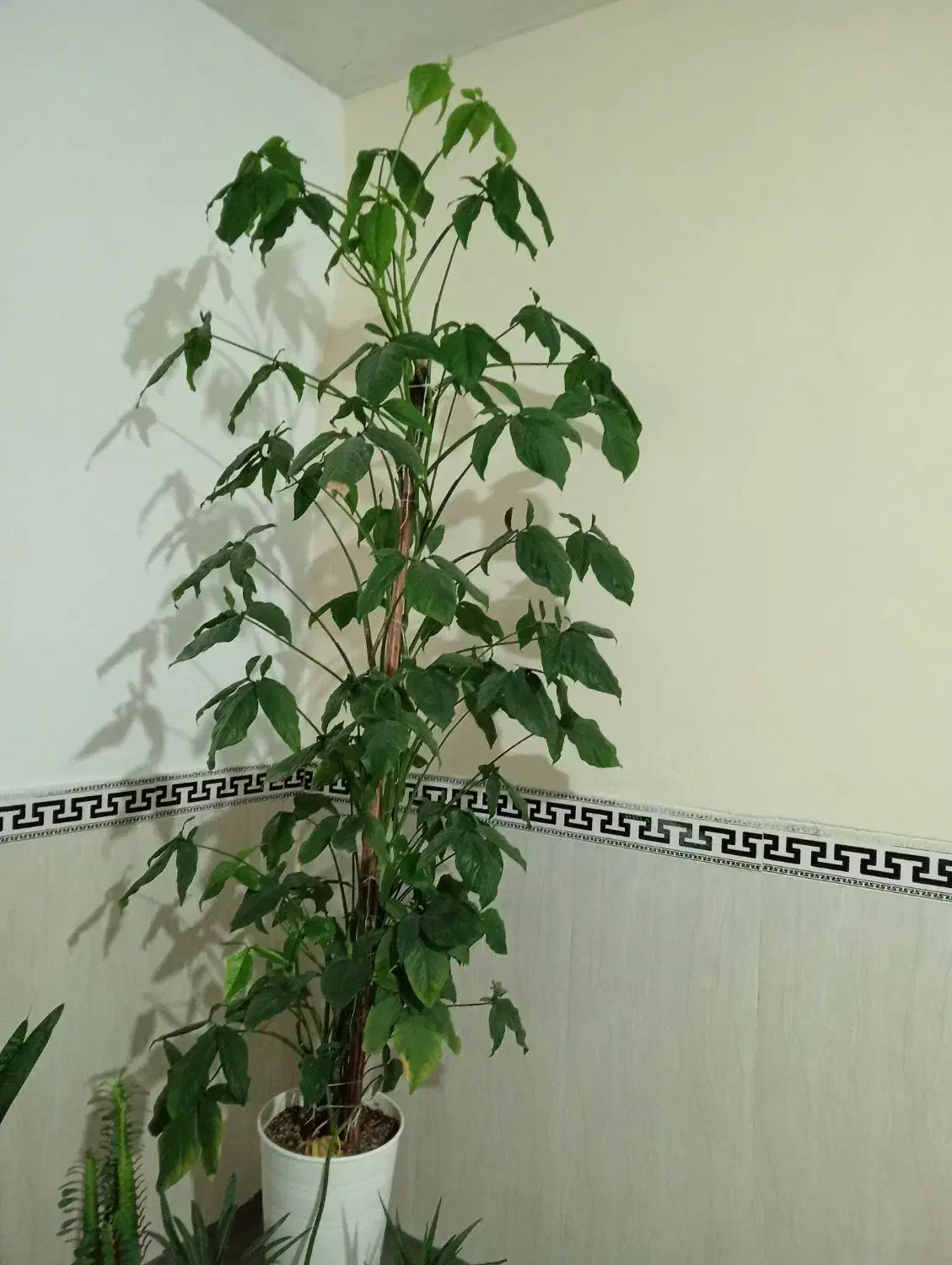 گل طبیعی|گل و گیاه طبیعی|بهارستان, |دیوار