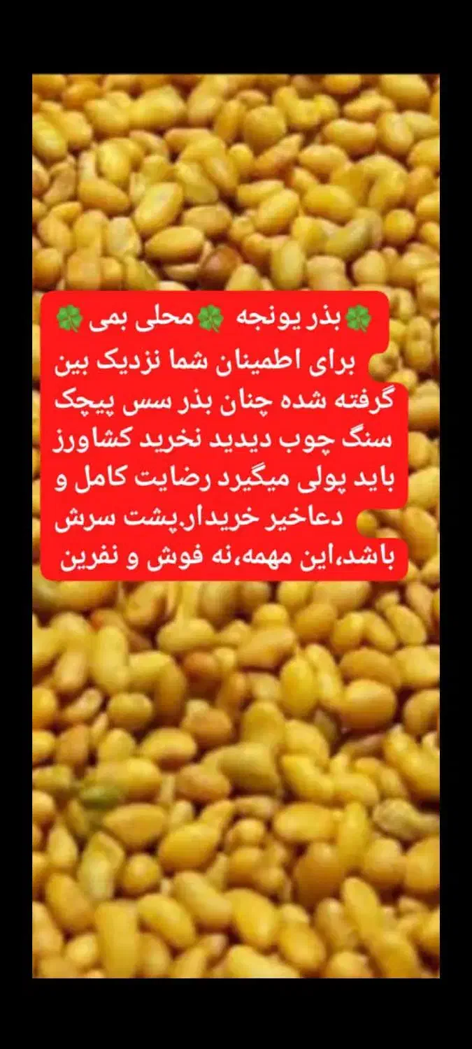 بذر یونجه محلی بمی اصلاح سس گیری شده|خدمات باغبانی و درختکاری|رودبار (کرمان), |دیوار