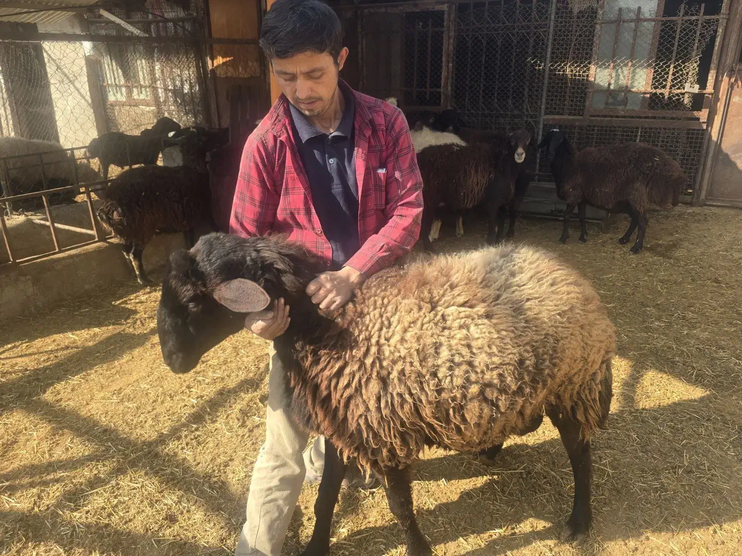 قوچ هترو|حیوانات مزرعه|ماهدشت, |دیوار