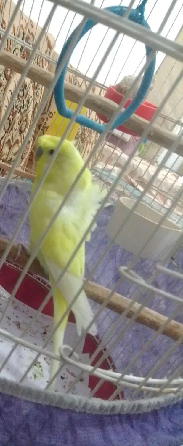 نر پروانه بالغ|پرنده|لنگرود, |دیوار