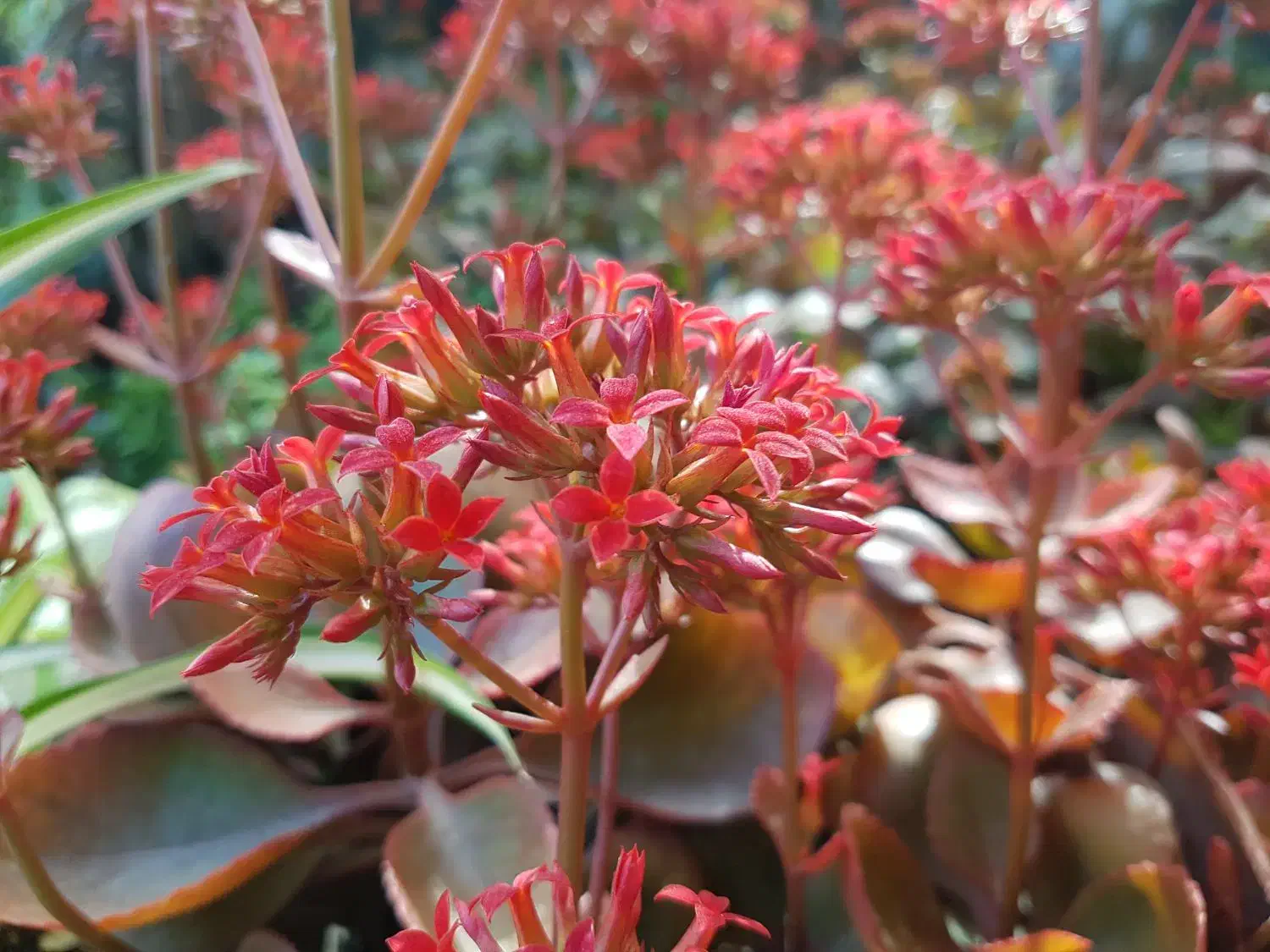 گل.   گل.   گل.|گل مصنوعی|یزد, |دیوار