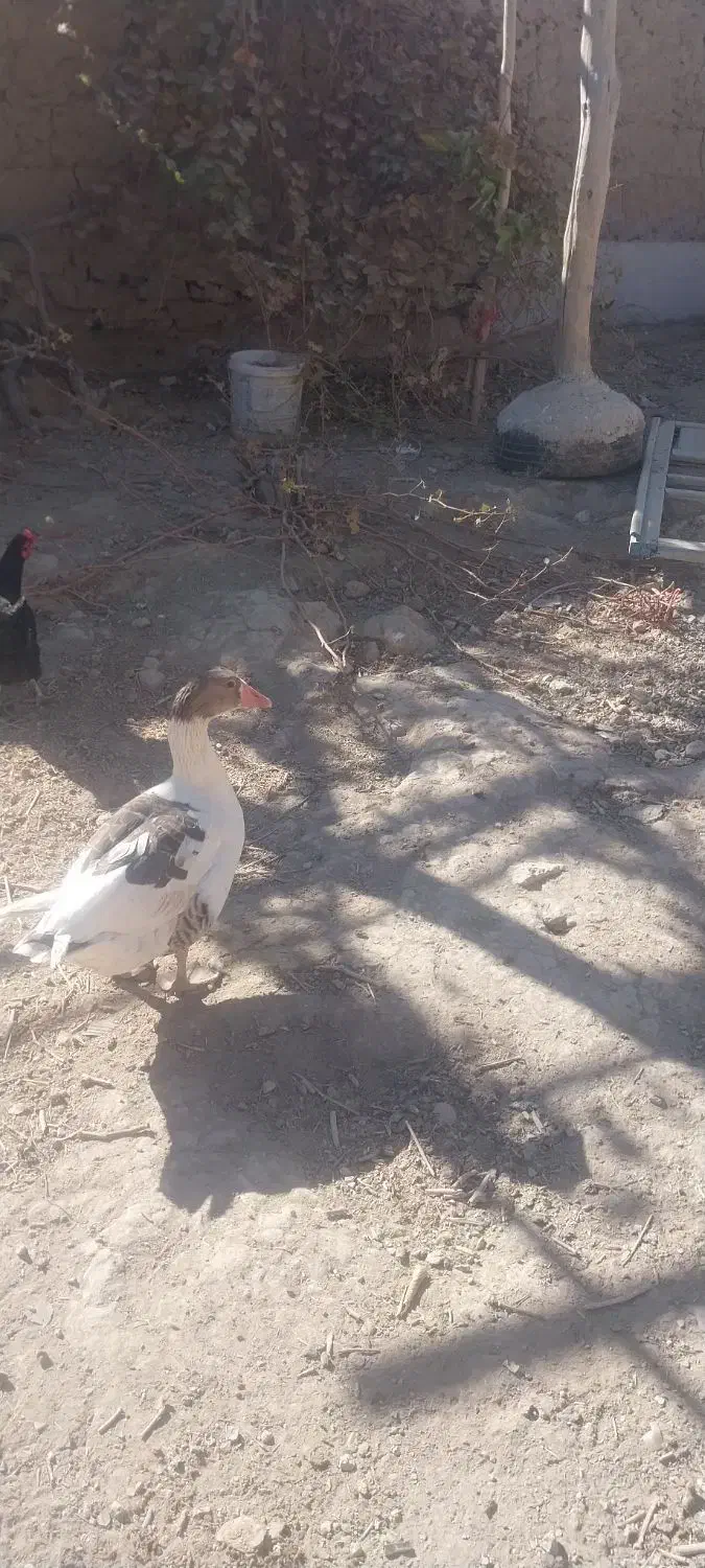 غاز محلی|حیوانات مزرعه|شراء, |دیوار