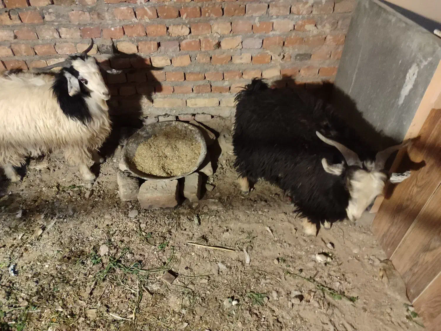 بزغاله نروطنی چاق|حیوانات مزرعه|زاهدان, |دیوار