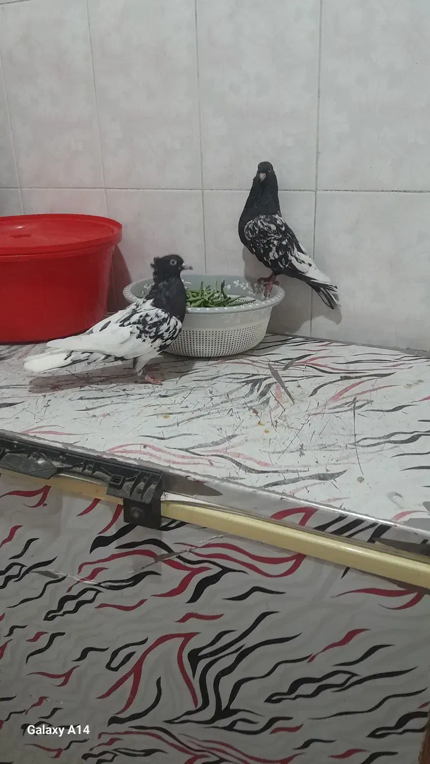 جفت کله سیاه حمیدیه|پرنده|اهواز, ۳۰ متری|دیوار