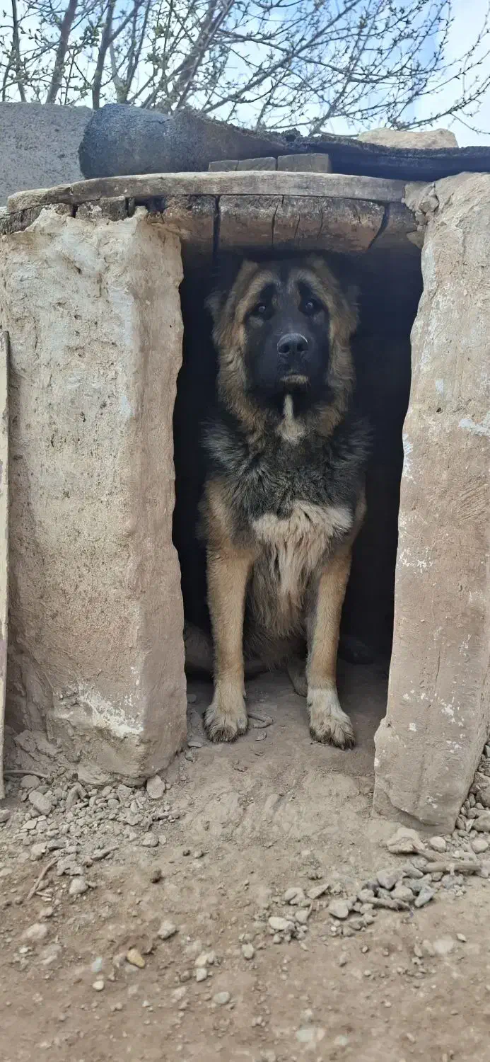 سگگ|سگ|تاکستان, |دیوار