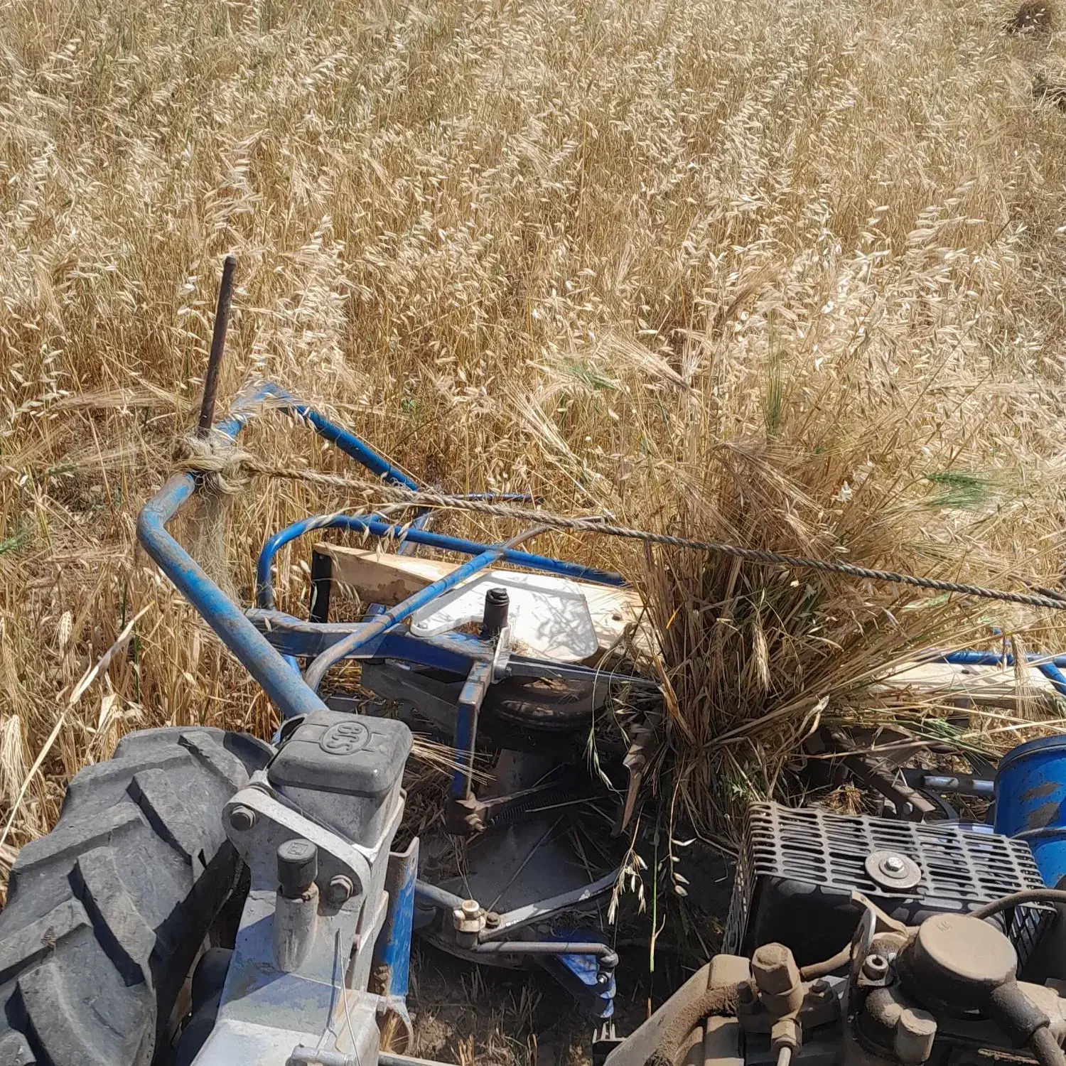 کاه،جو|عمدهفروشی|گرمی, |دیوار