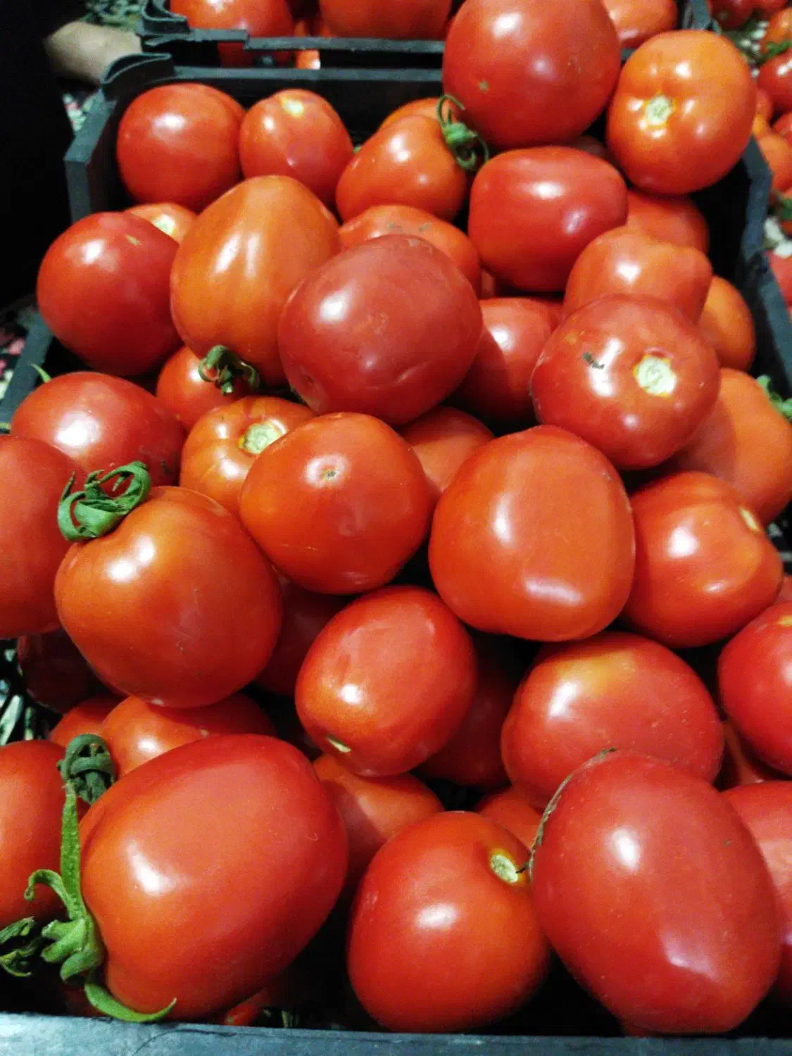 گوجه|خوردنی و آشامیدنی|جیرفت, |دیوار