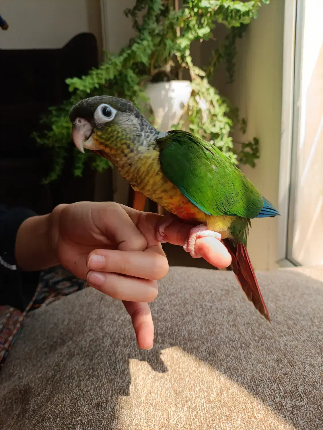 طوطی گرینچک دستی|پرنده|کیش, |دیوار