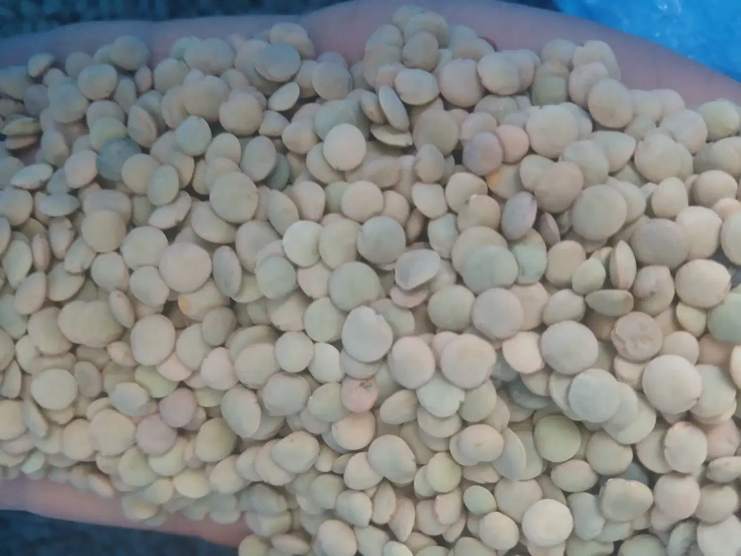 عدس امسال|خوردنی و آشامیدنی|بزینه رود, |دیوار