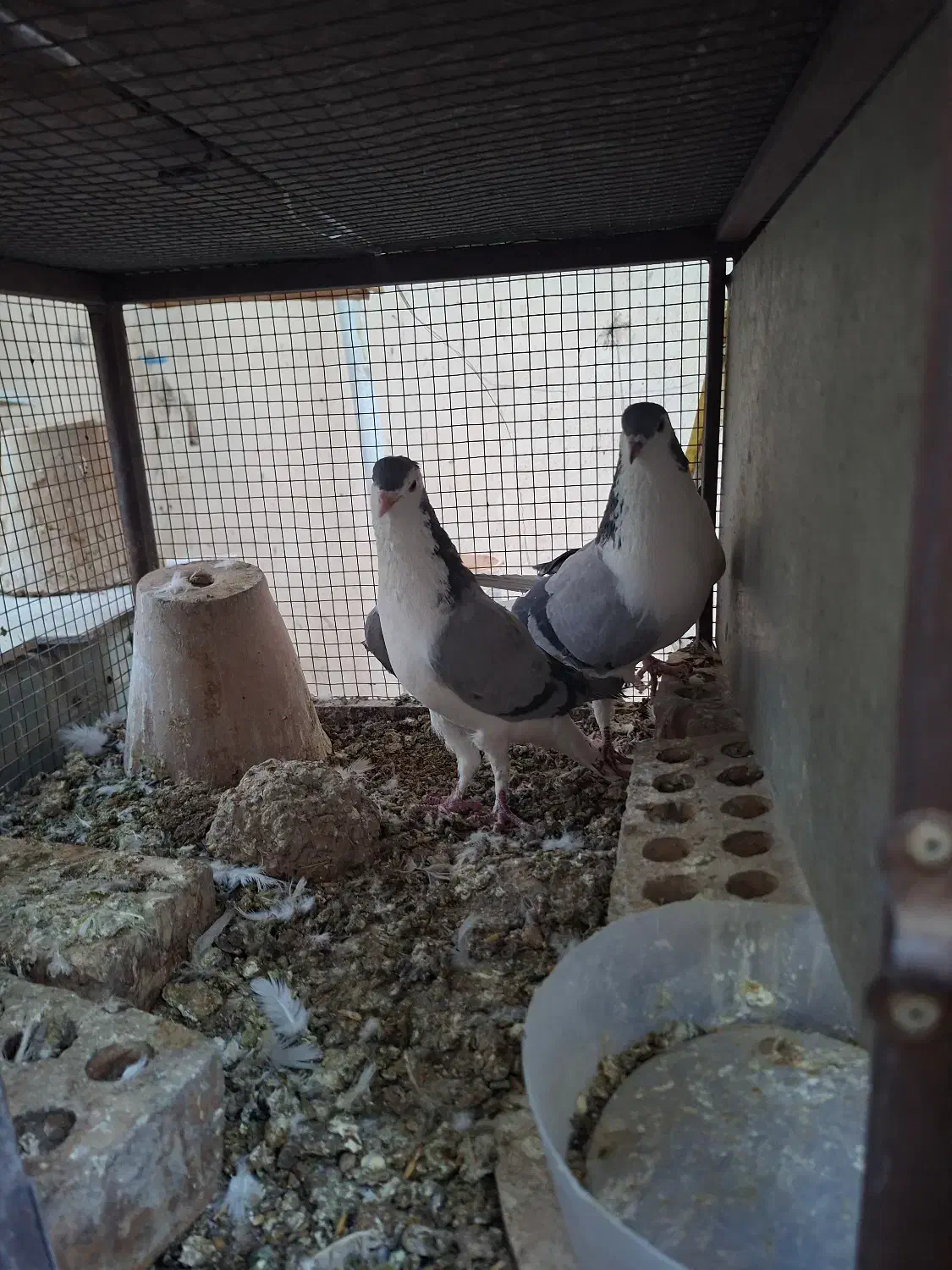 کبوتر|حیوانات|اصفهان, شاهد|دیوار