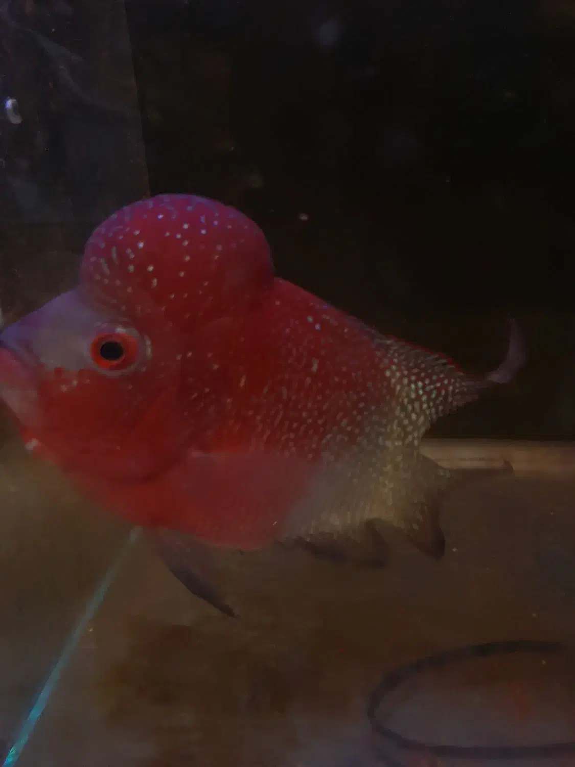 فلاور هورن|ماهی|تهران, صادقیه|دیوار