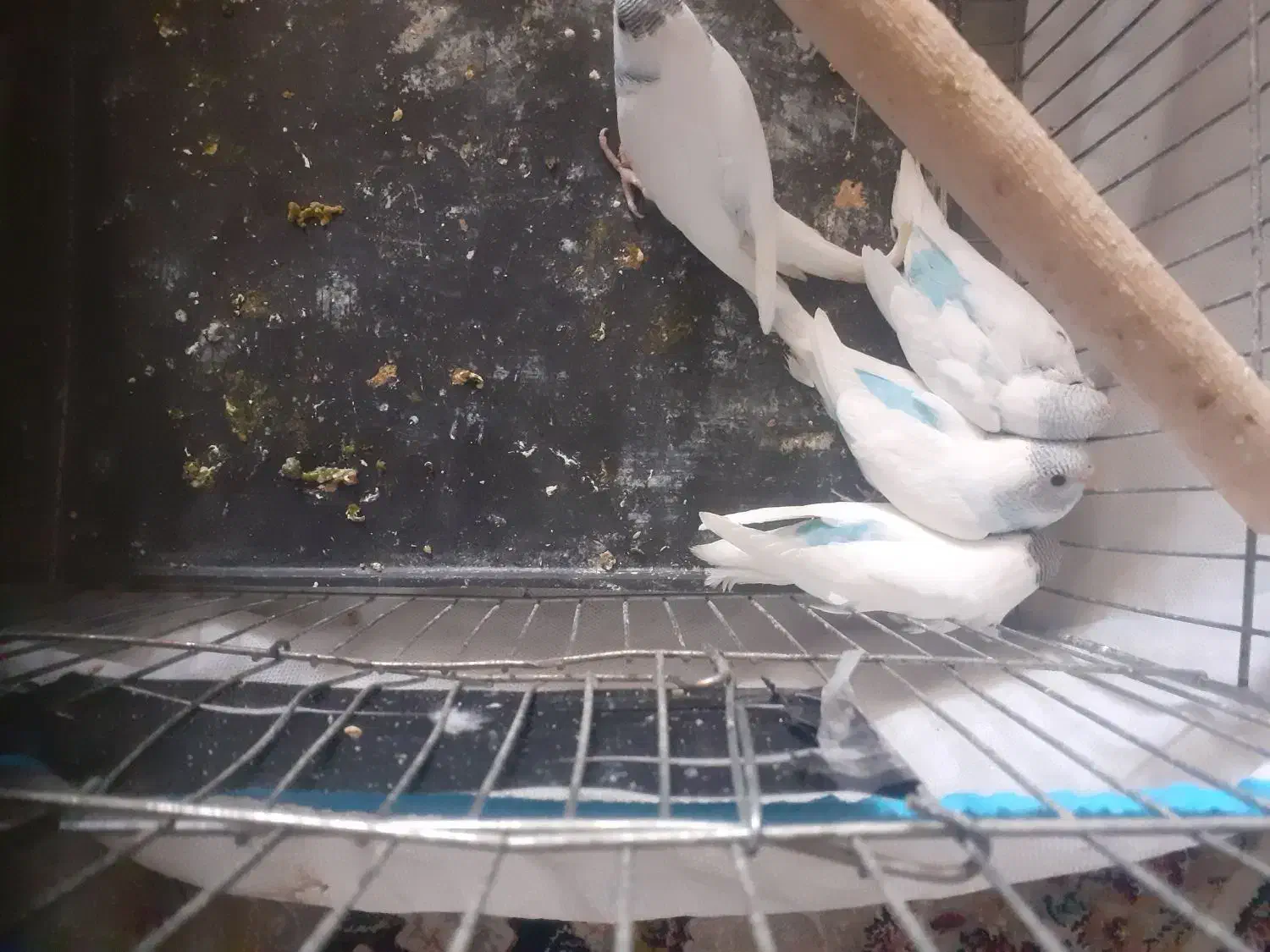 جوجه مرغ عشق|پرنده|فردیس, شهرک شهید حسینی|دیوار