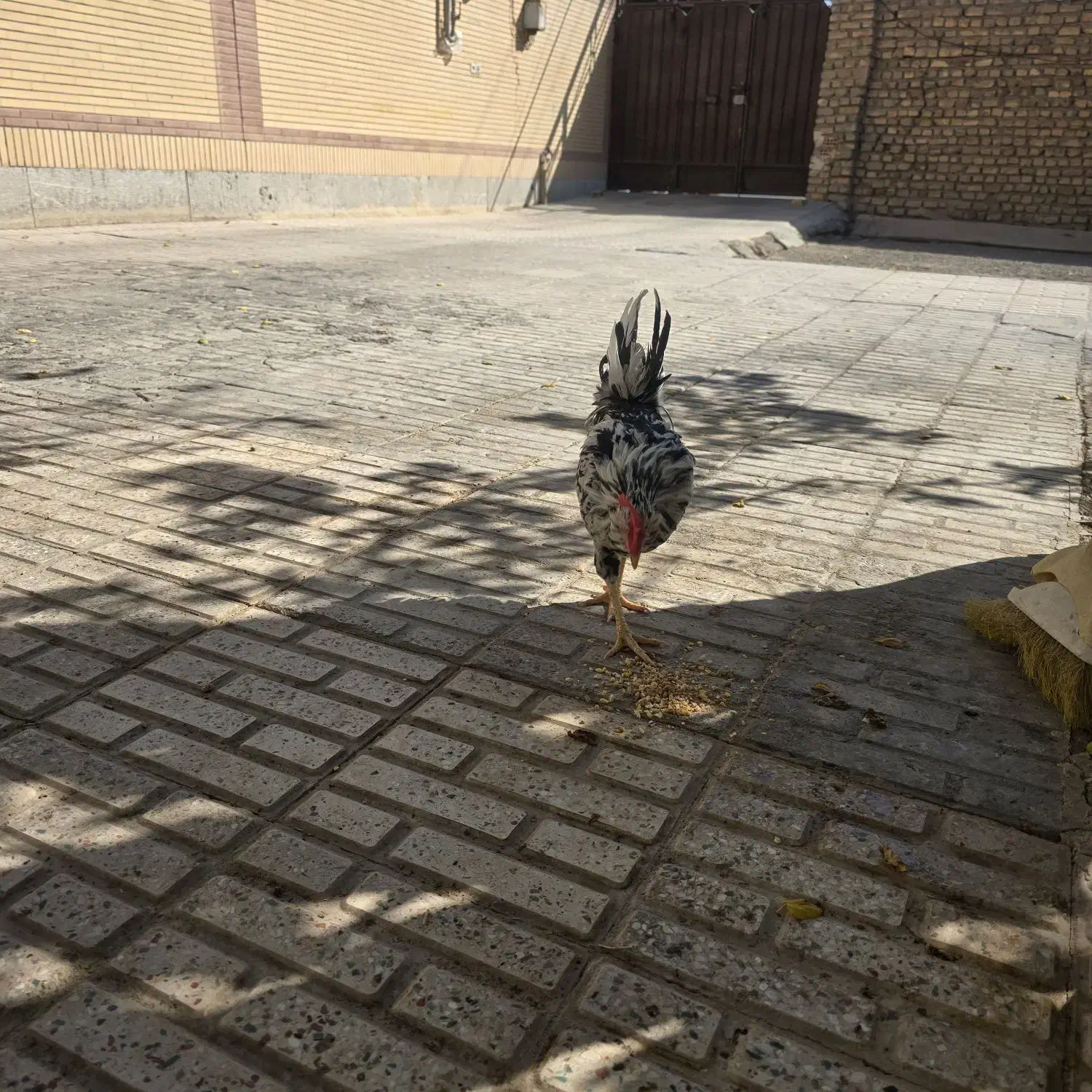 خروس گلین پنگونی|حیوانات مزرعه|اصفهان, طامه|دیوار