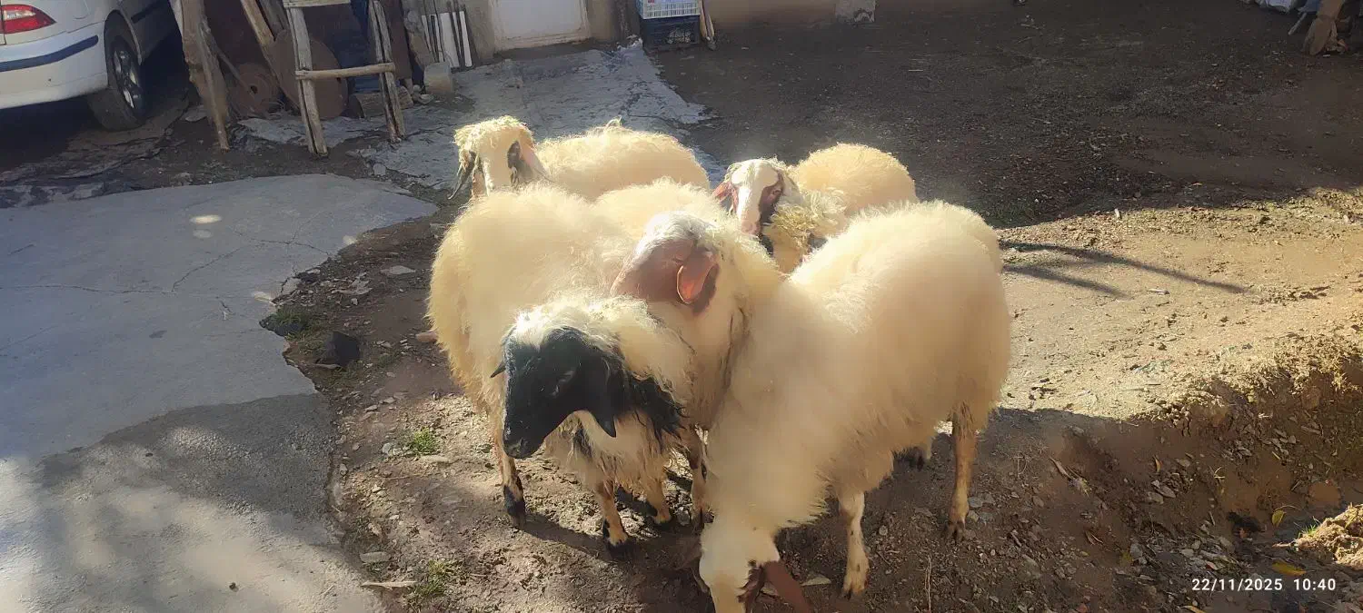 کاور نر گوشتی  6 عدد|حیوانات مزرعه|مریوان, |دیوار