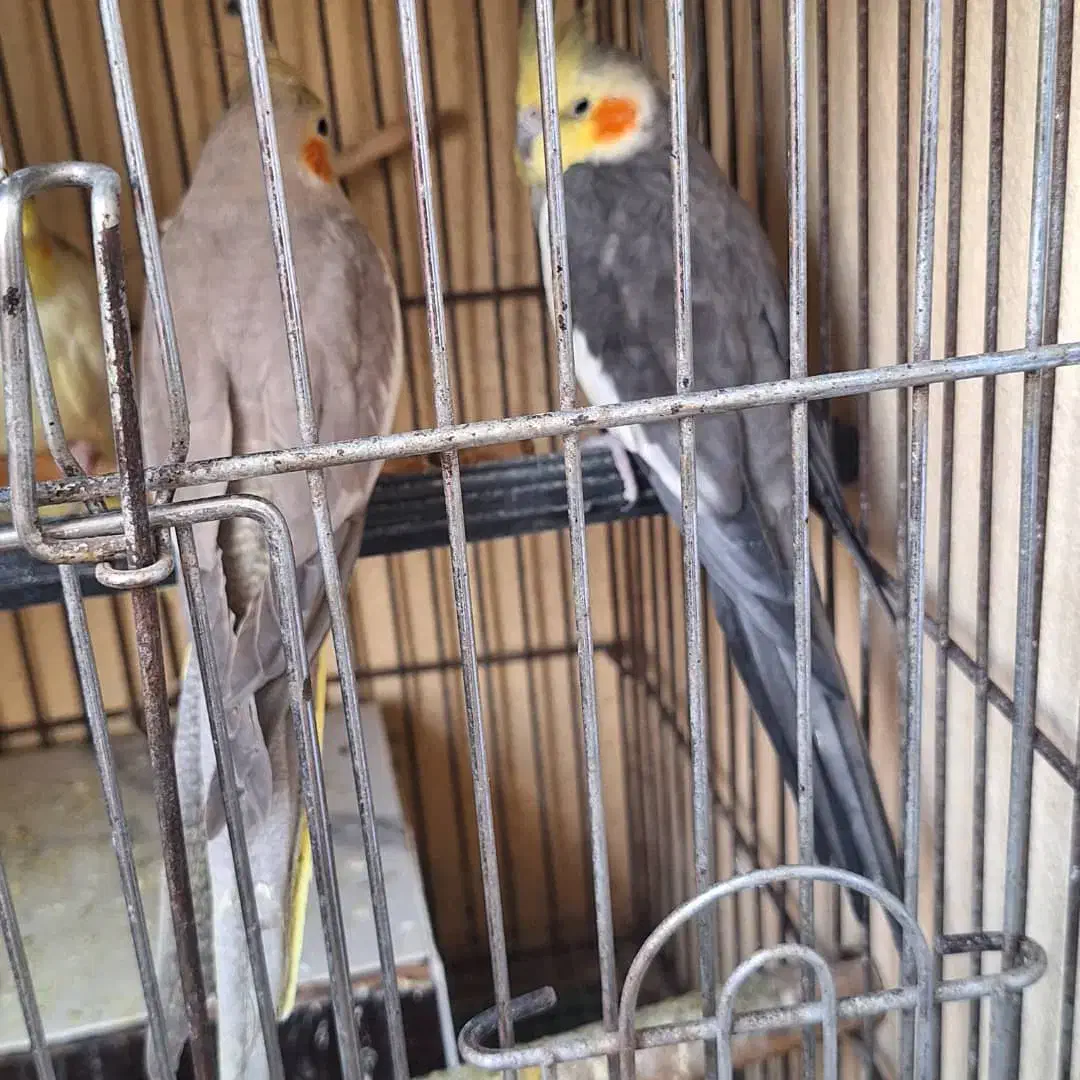 عروس هلندی|پرنده|بندرعباس, |دیوار