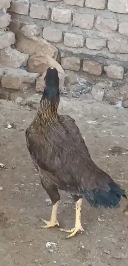 مرغ لاری|حیوانات مزرعه|سرخنکلاته, |دیوار