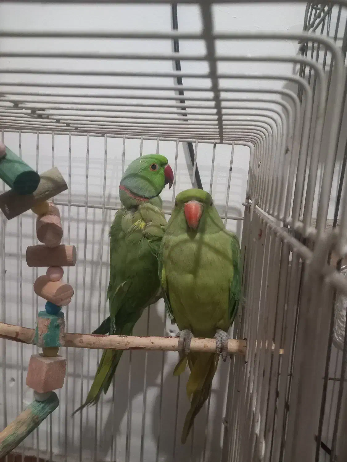 یه جفت طوطی ملنگو مولد موعظه دارم .|پرنده|کرج, کمال‌شهر|دیوار