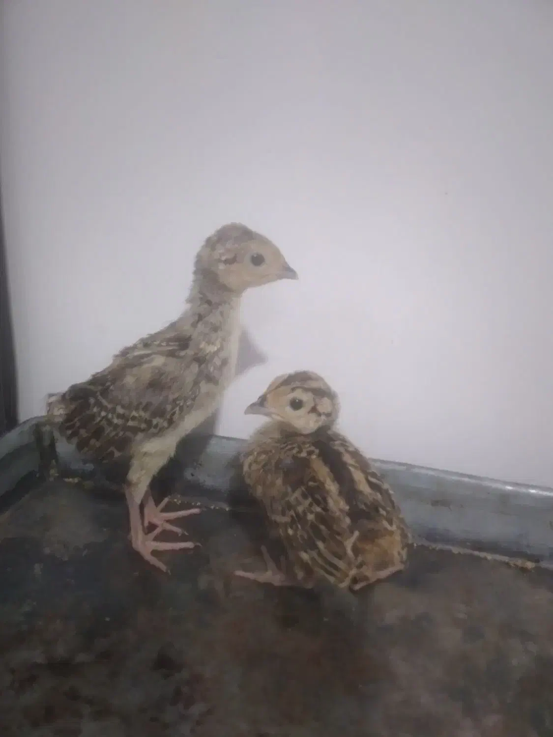 جوجه های زینتی|حیوانات مزرعه|مشگین شهر, |دیوار