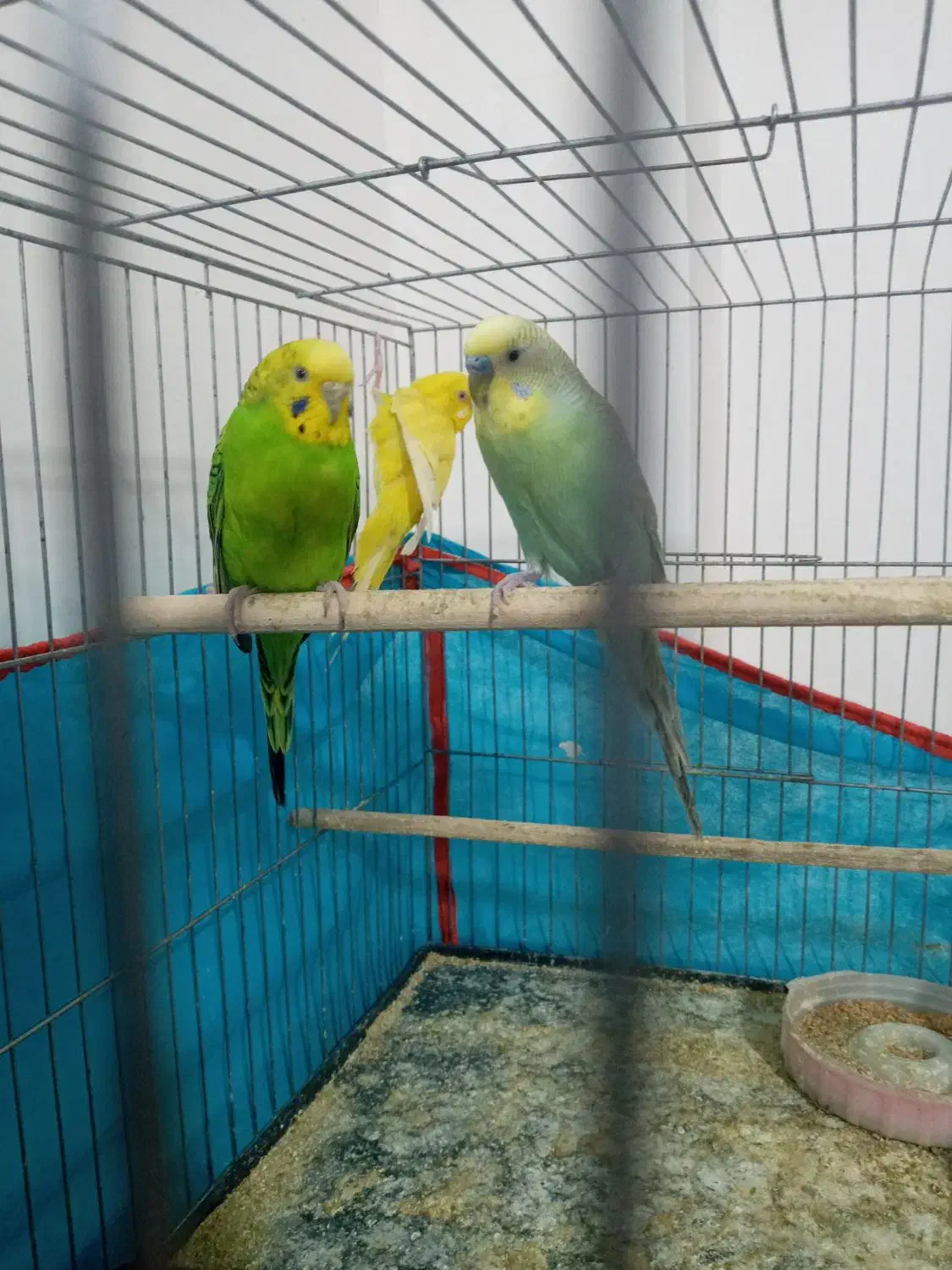 سه عدد مرغ عشق مناسب برای جوجه کشی|پرنده|جغتای, |دیوار