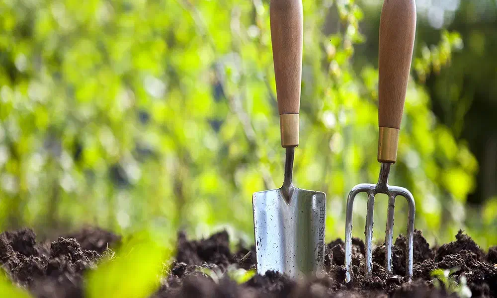 باغبانی|خدمات باغبانی و درختکاری|دوگنبدان, |دیوار