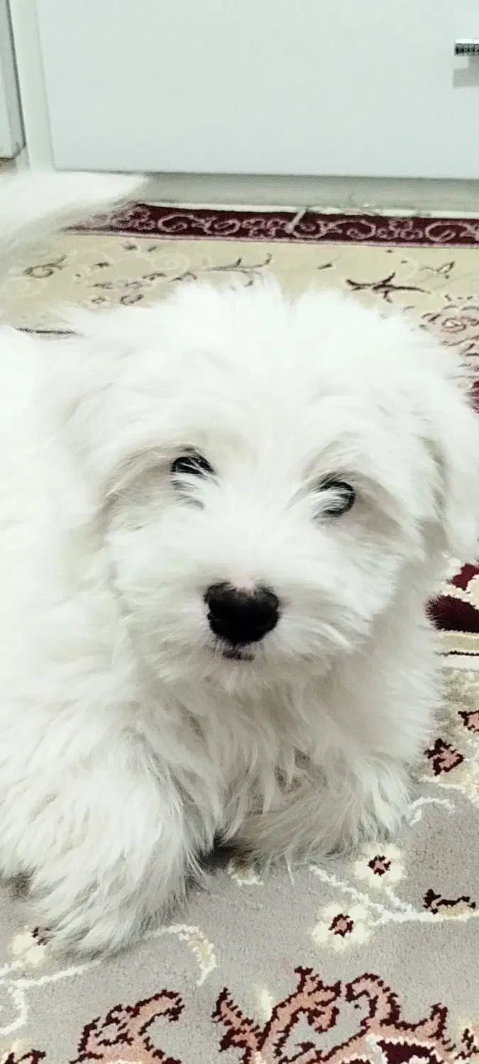 توله نره شیتزو،فی ۴۵۰۰،قابل مذاکره،تربیت شده،۲ماهه|سگ|شهر بابک, |دیوار