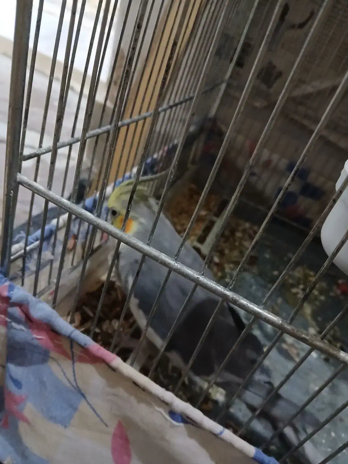 عروس هلندی نروماده|پرنده|اصفهان, منتظرالمهدی|دیوار