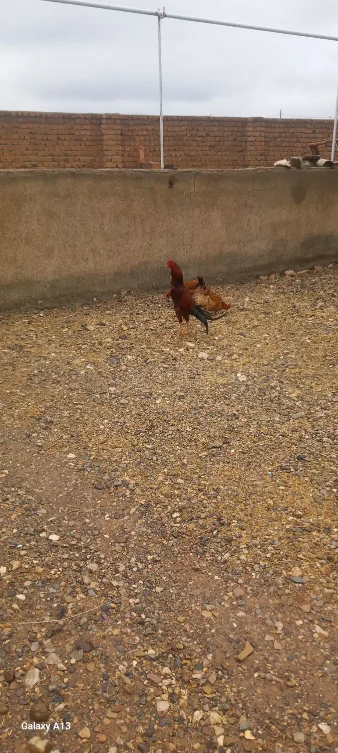 خروس لاری|حیوانات مزرعه|قیدار, |دیوار