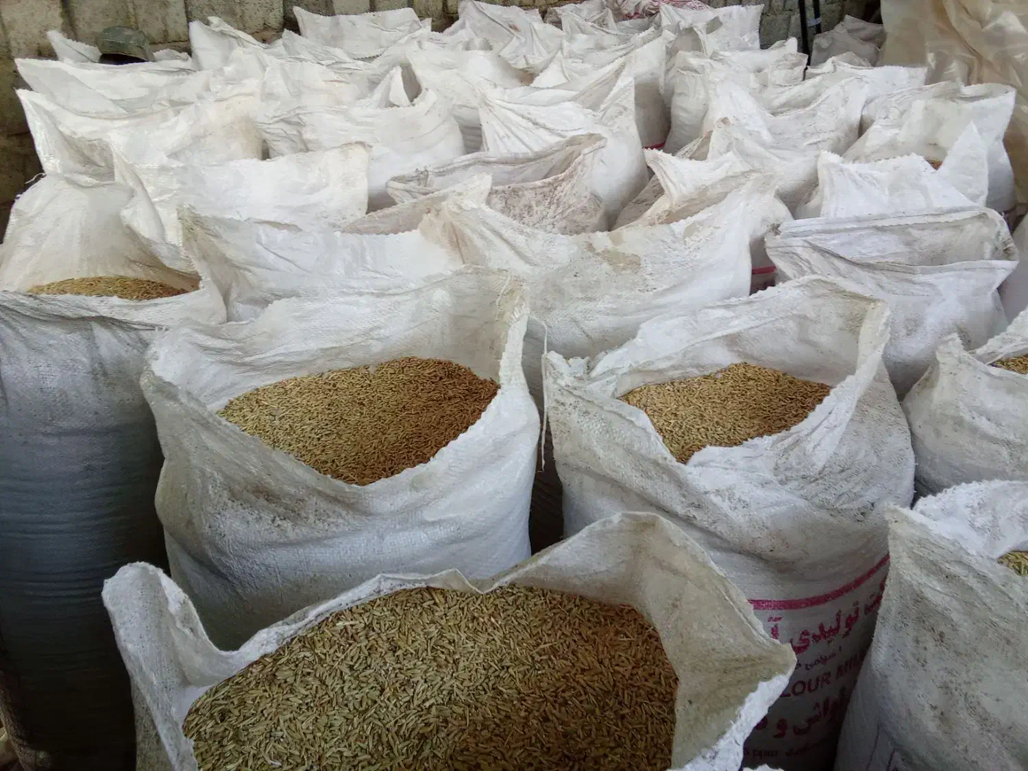 گندم|عمدهفروشی|کامیاران, |دیوار