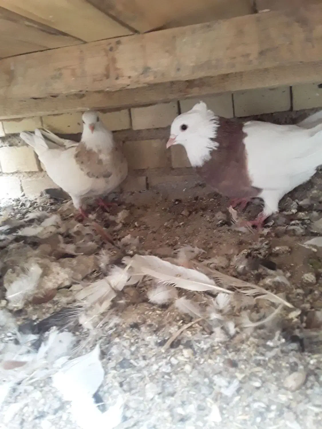 کفتر و مرغ محلی|پرنده|بندر ماهشهر, |دیوار