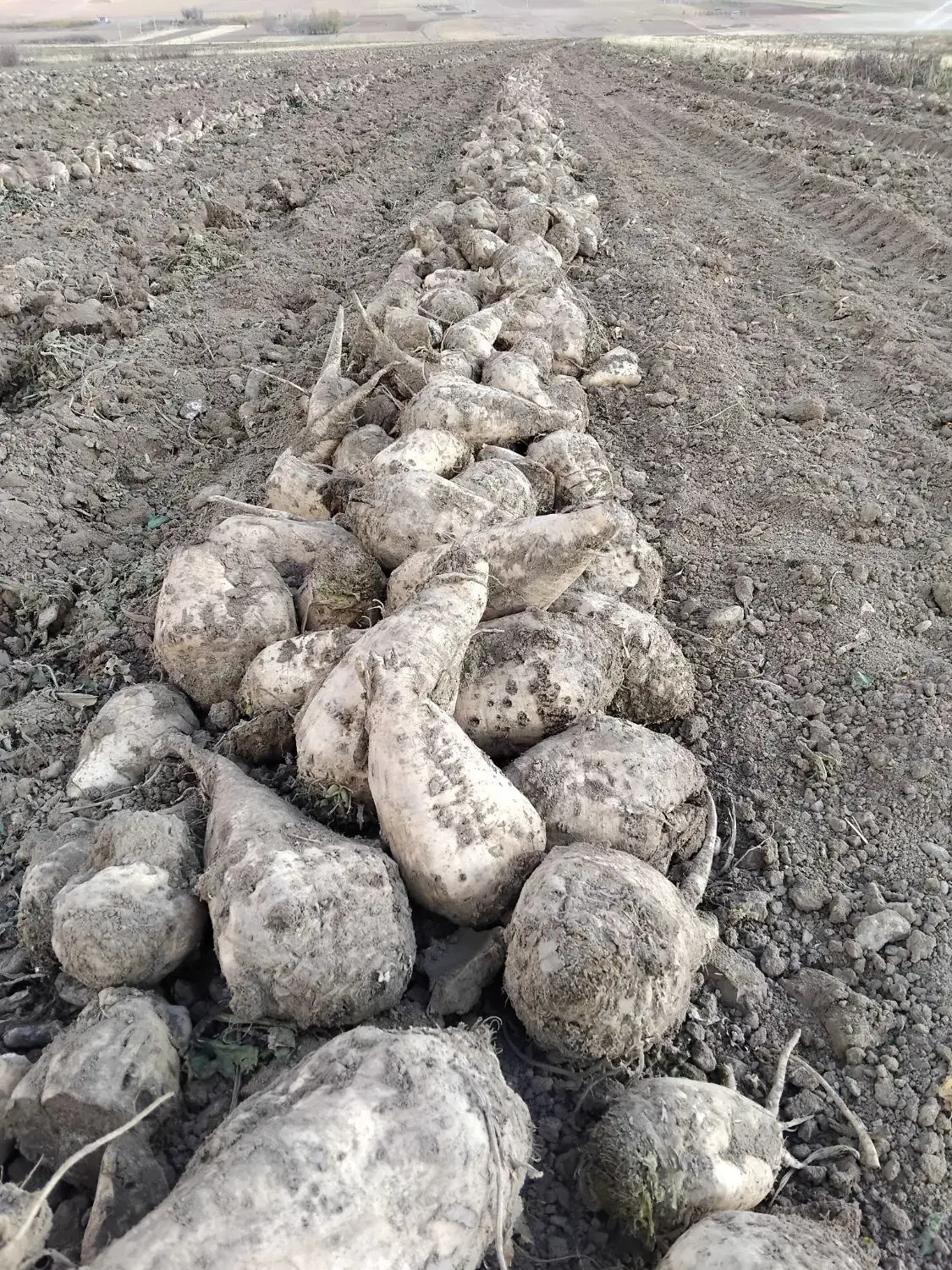 چغندر قند دامی|حیوانات مزرعه|داران, |دیوار