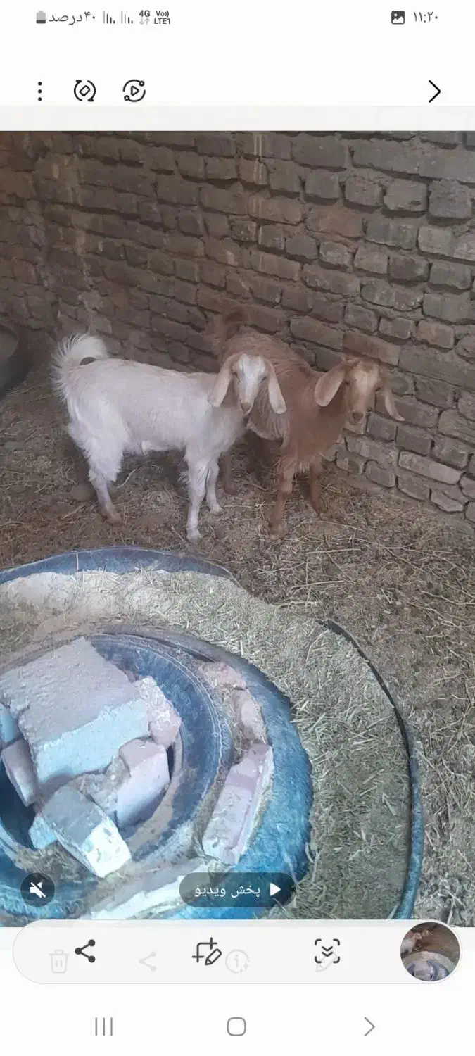 فروش دوراس بزغاله ماده سانن|حیوانات مزرعه|فردوس (خراسان), |دیوار