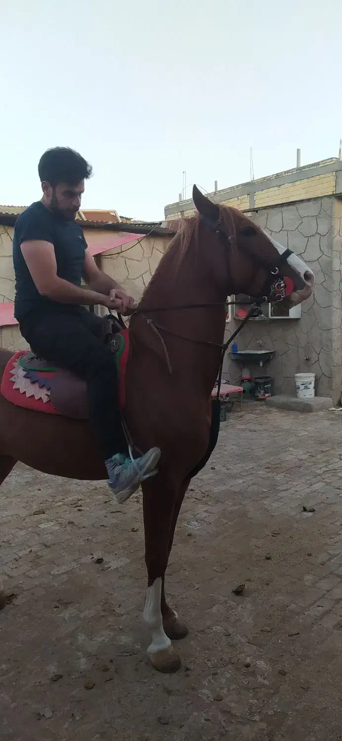 اسب نریون شش دنگ|اسب و تجهیزات اسب‌سواری|فلاورجان, |دیوار